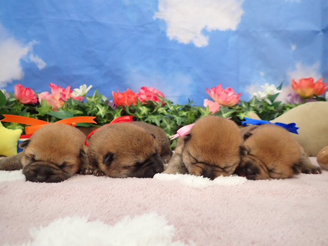 赤ちゃん写真1-3