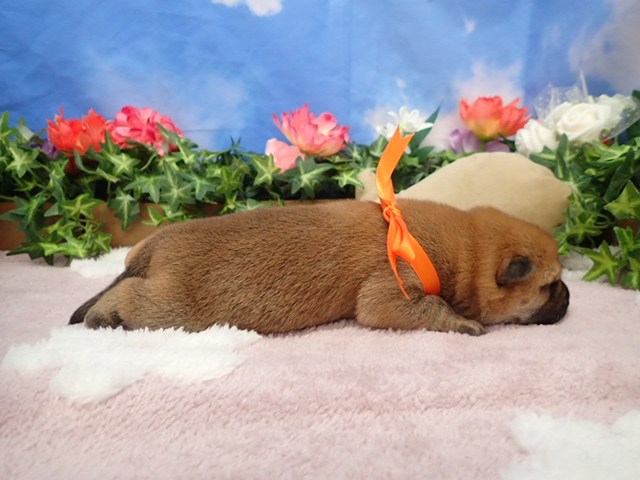 赤ちゃん写真1-2