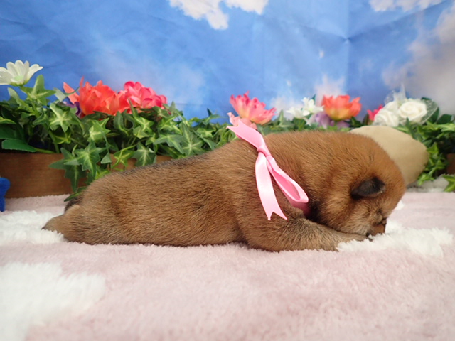 赤ちゃん写真1-2