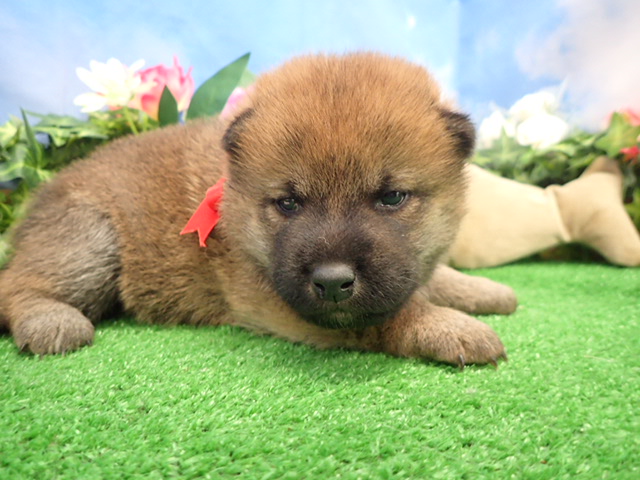 赤ちゃん写真2-1