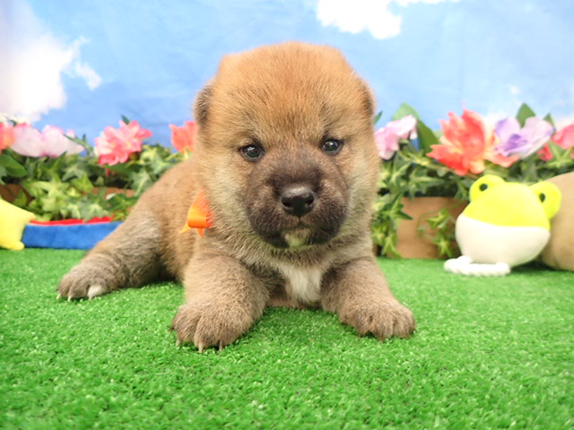 赤ちゃん写真2-1