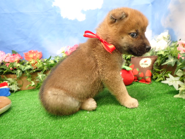 赤ちゃん写真3-2