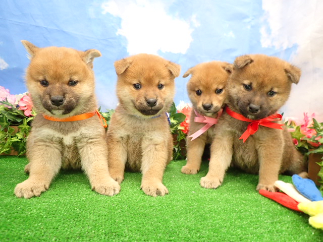 赤ちゃん写真3-3