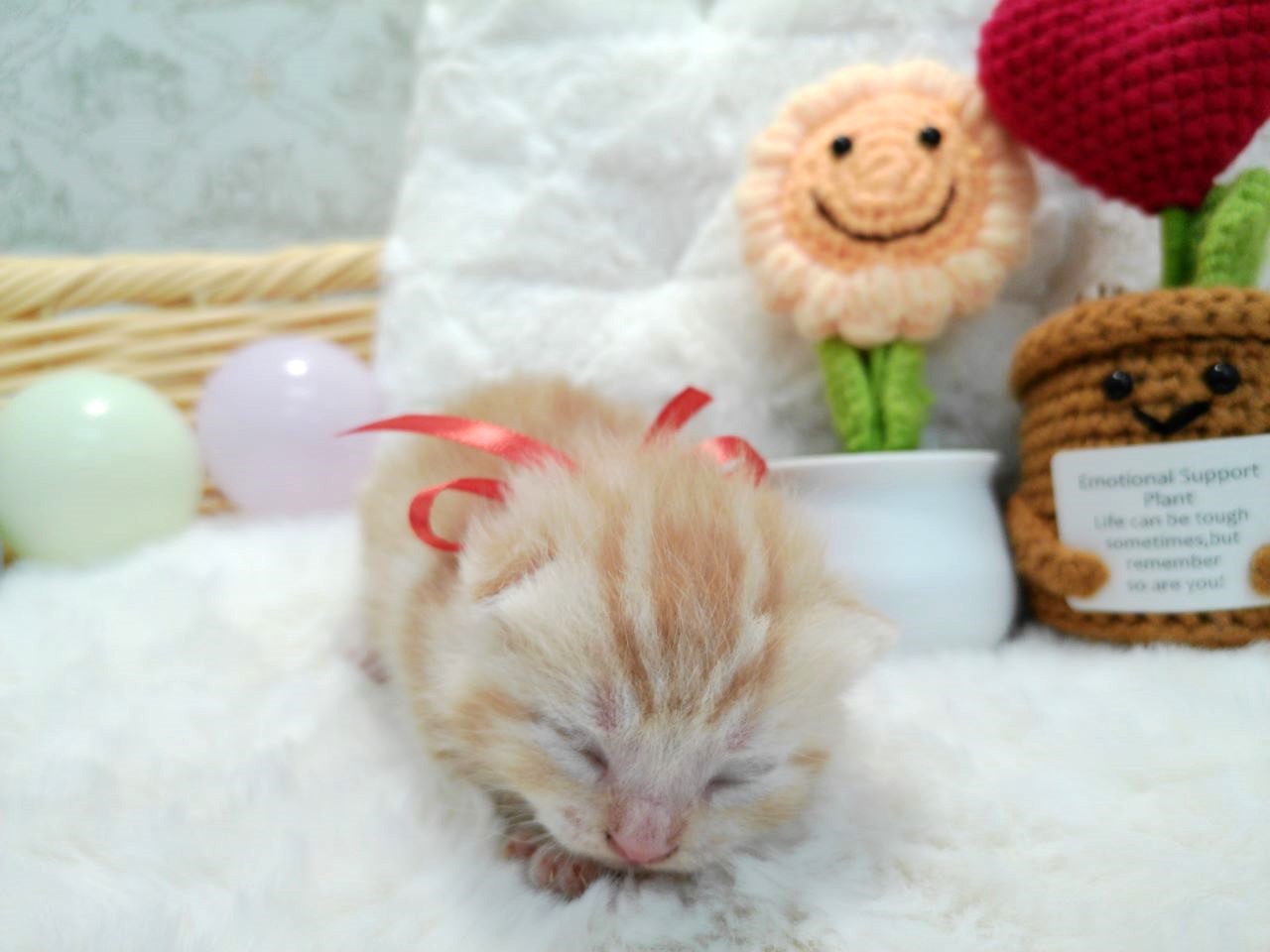 アメリカンショートヘアー