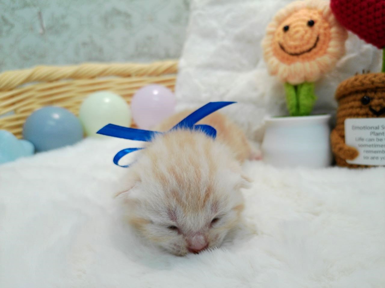 アメリカンショートヘアー