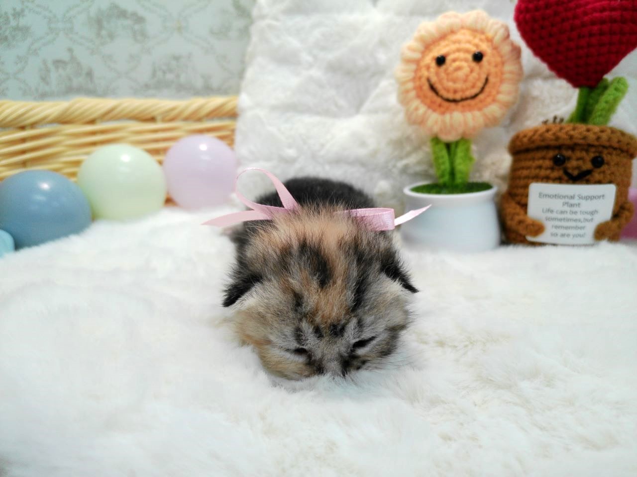 アメリカンショートヘアー