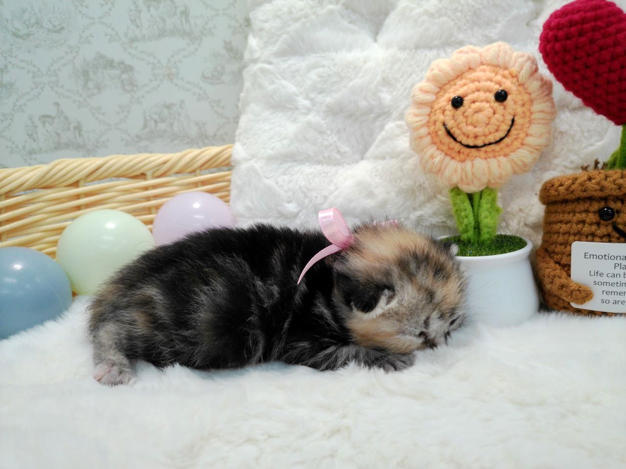 赤ちゃん写真1-2