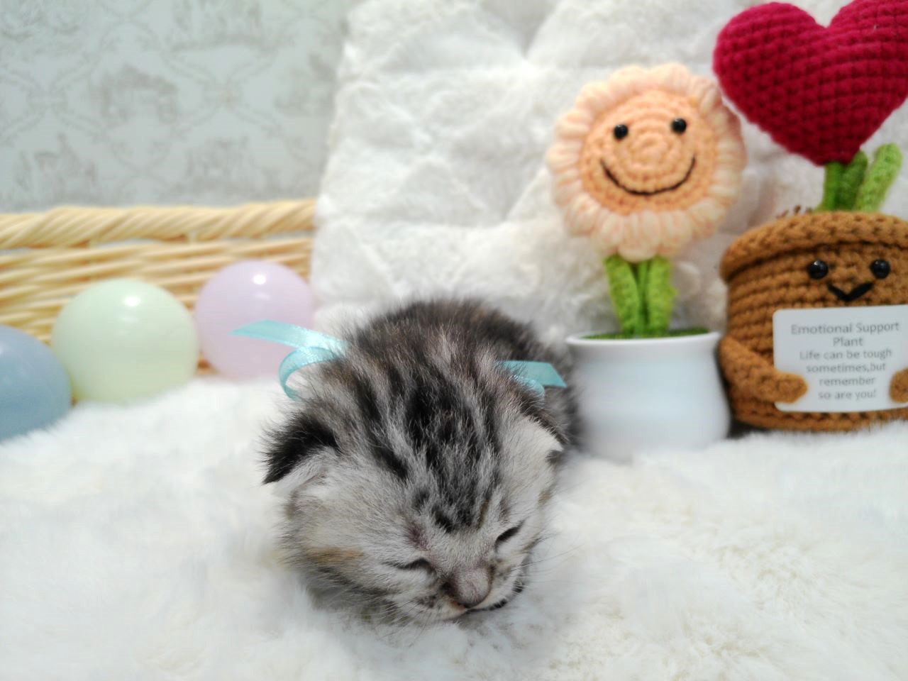 アメリカンショートヘアー