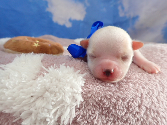 チワワ（ロングコート）