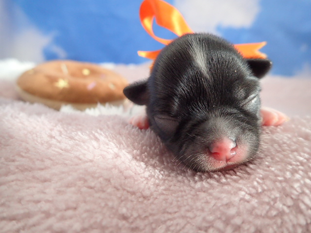 チワワ（ロングコート）