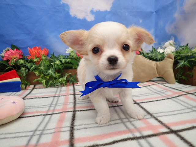 チワワ（ロングコート）