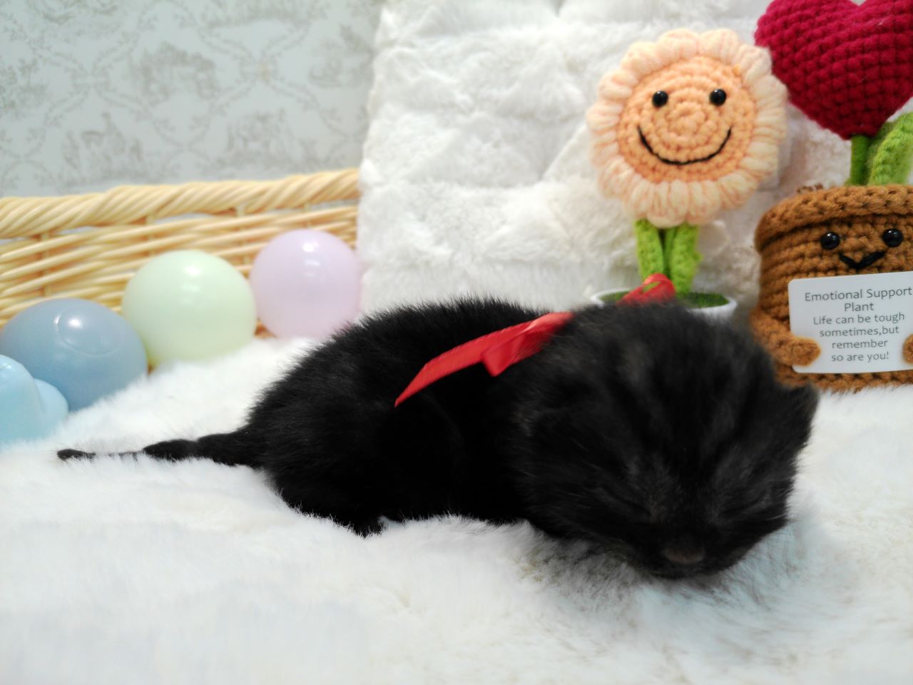 赤ちゃん写真1-2