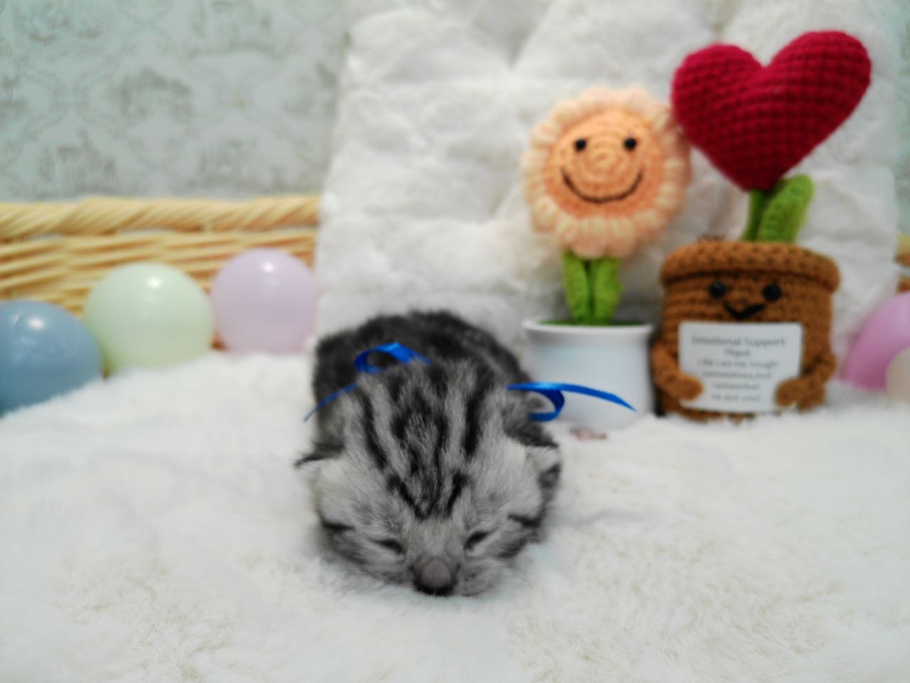 アメリカンショートヘアー