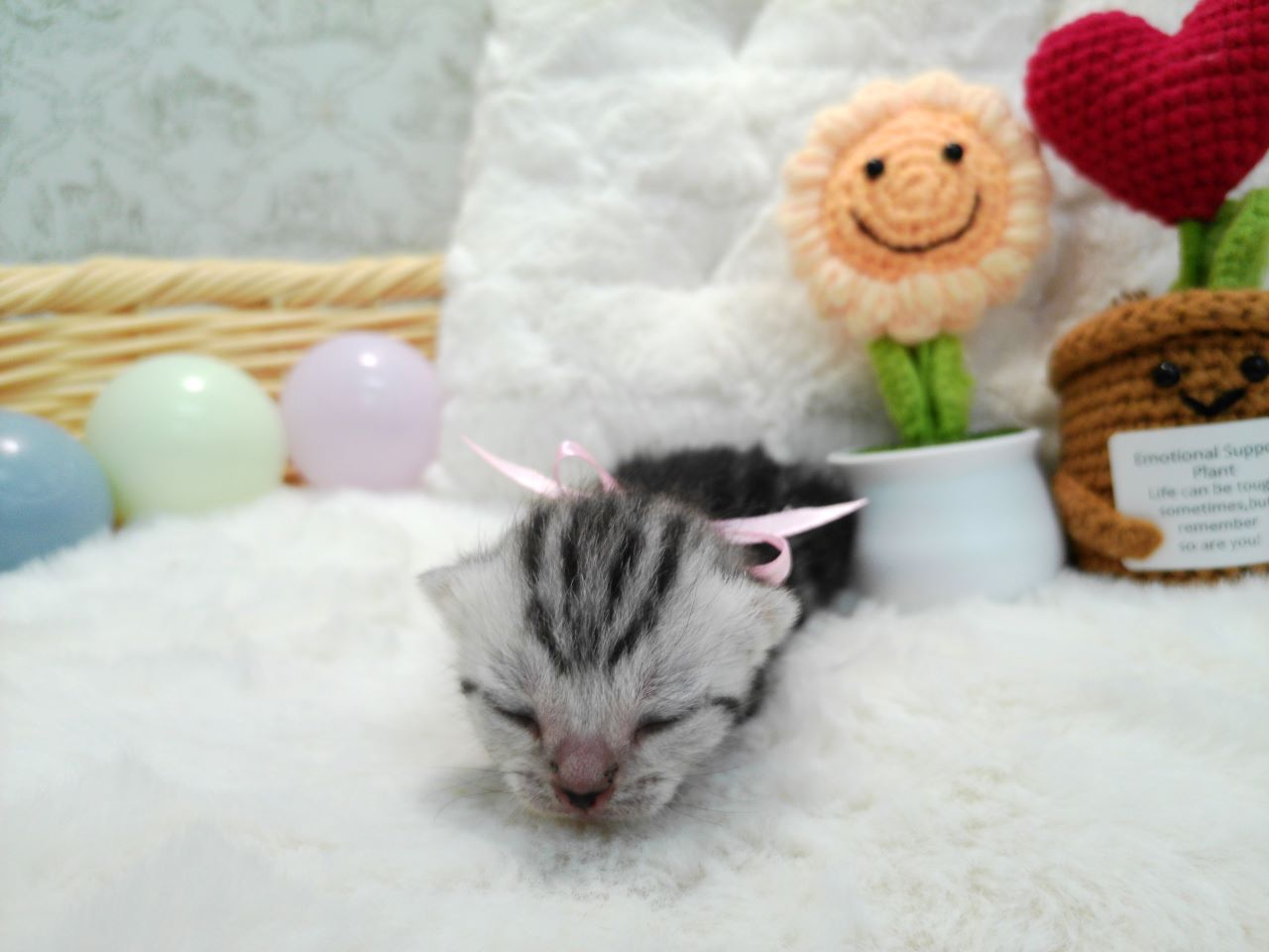 アメリカンショートヘアー