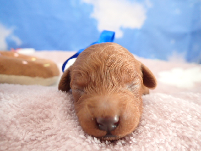 トイ・プードル