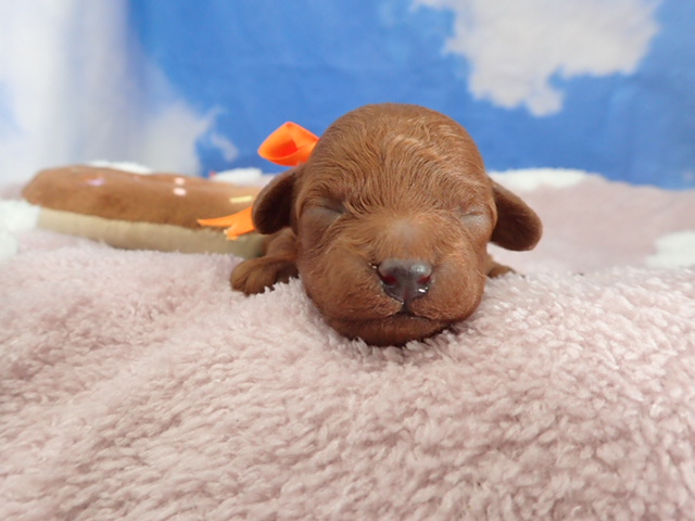 トイ・プードル