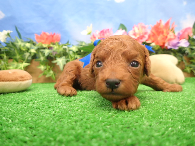 トイ・プードル