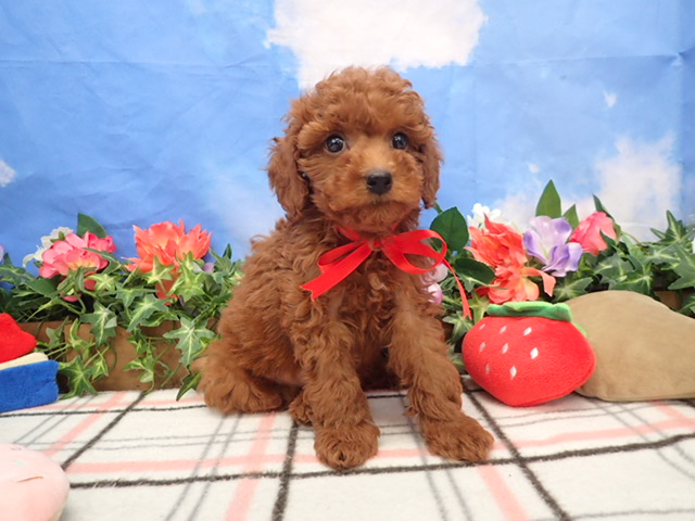 トイ・プードル