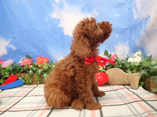 赤ちゃん写真3-2
