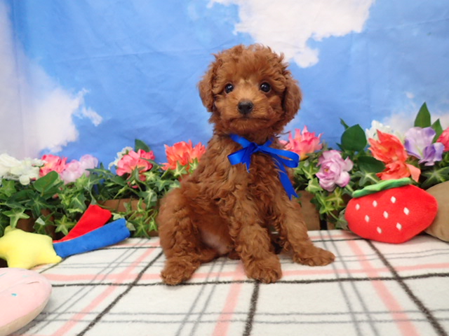 トイ・プードル