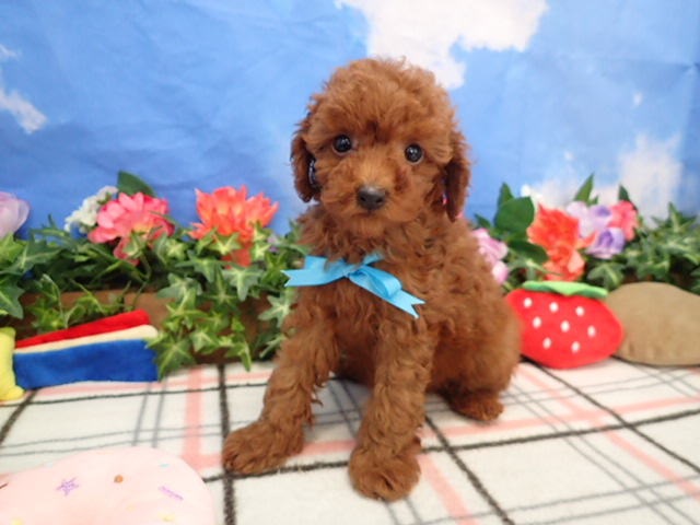 トイ・プードル