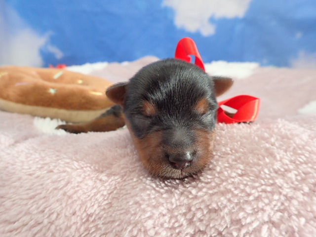 ヨークシャーテリア