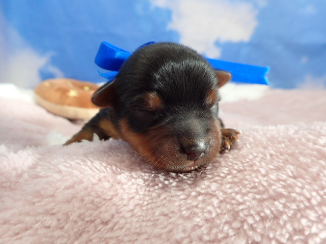 ヨークシャーテリア