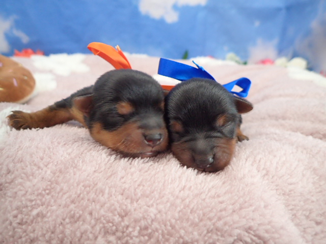 赤ちゃん写真1-3