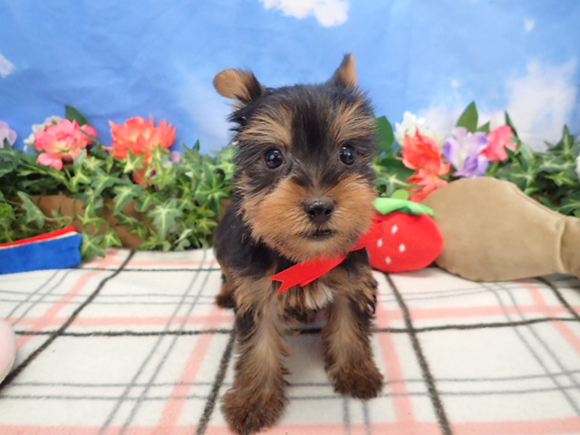 ヨークシャーテリア