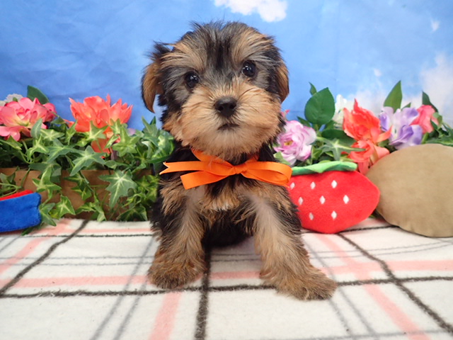 ヨークシャーテリア