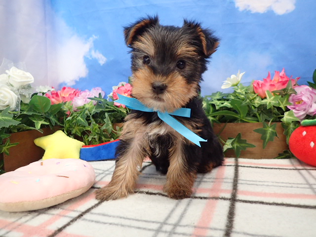 ヨークシャーテリア