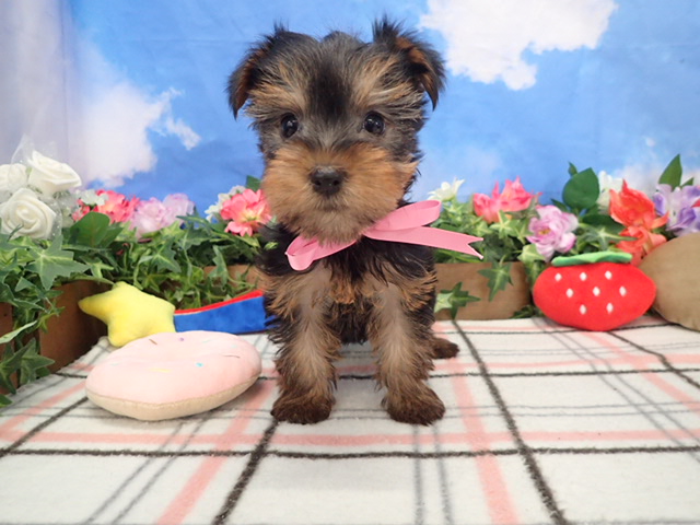 ヨークシャーテリア