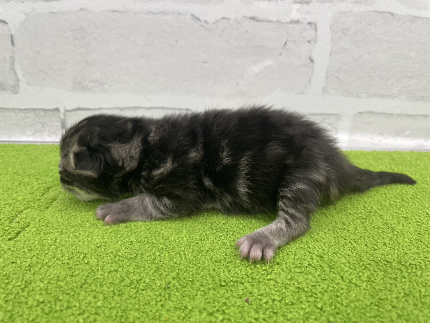 赤ちゃん写真1-2