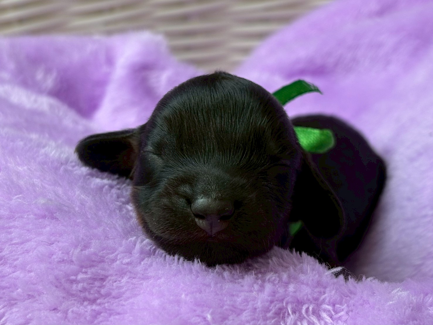 ミニチュア・ダックスフンド