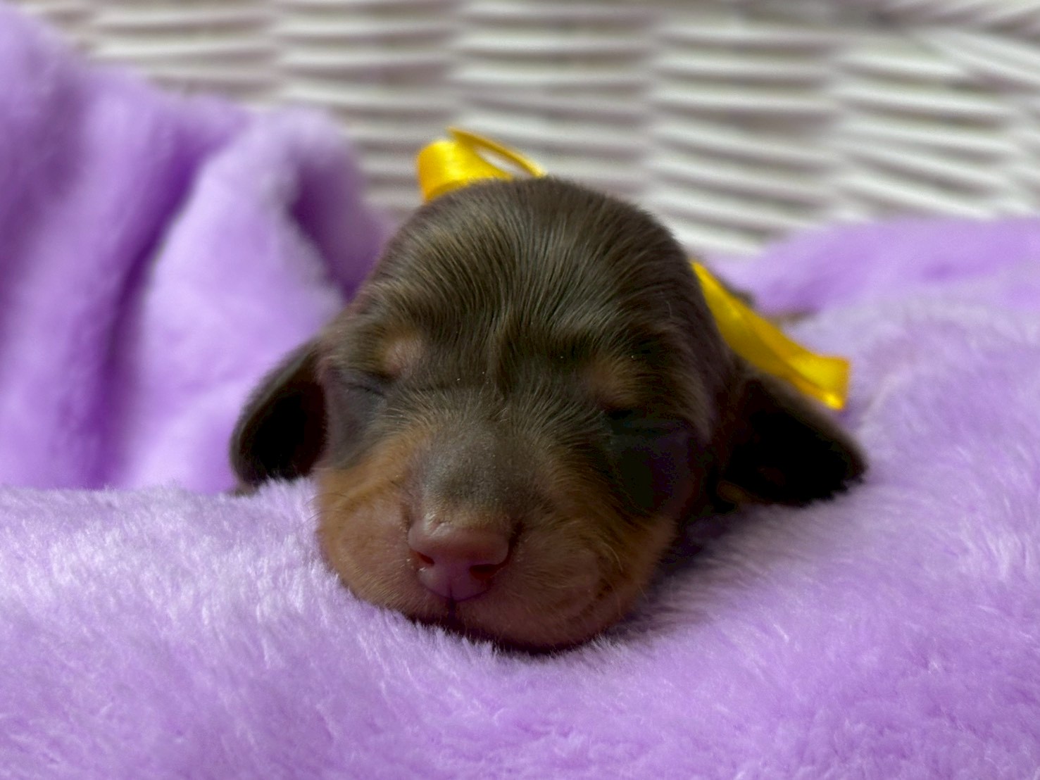 ミニチュア・ダックスフンド