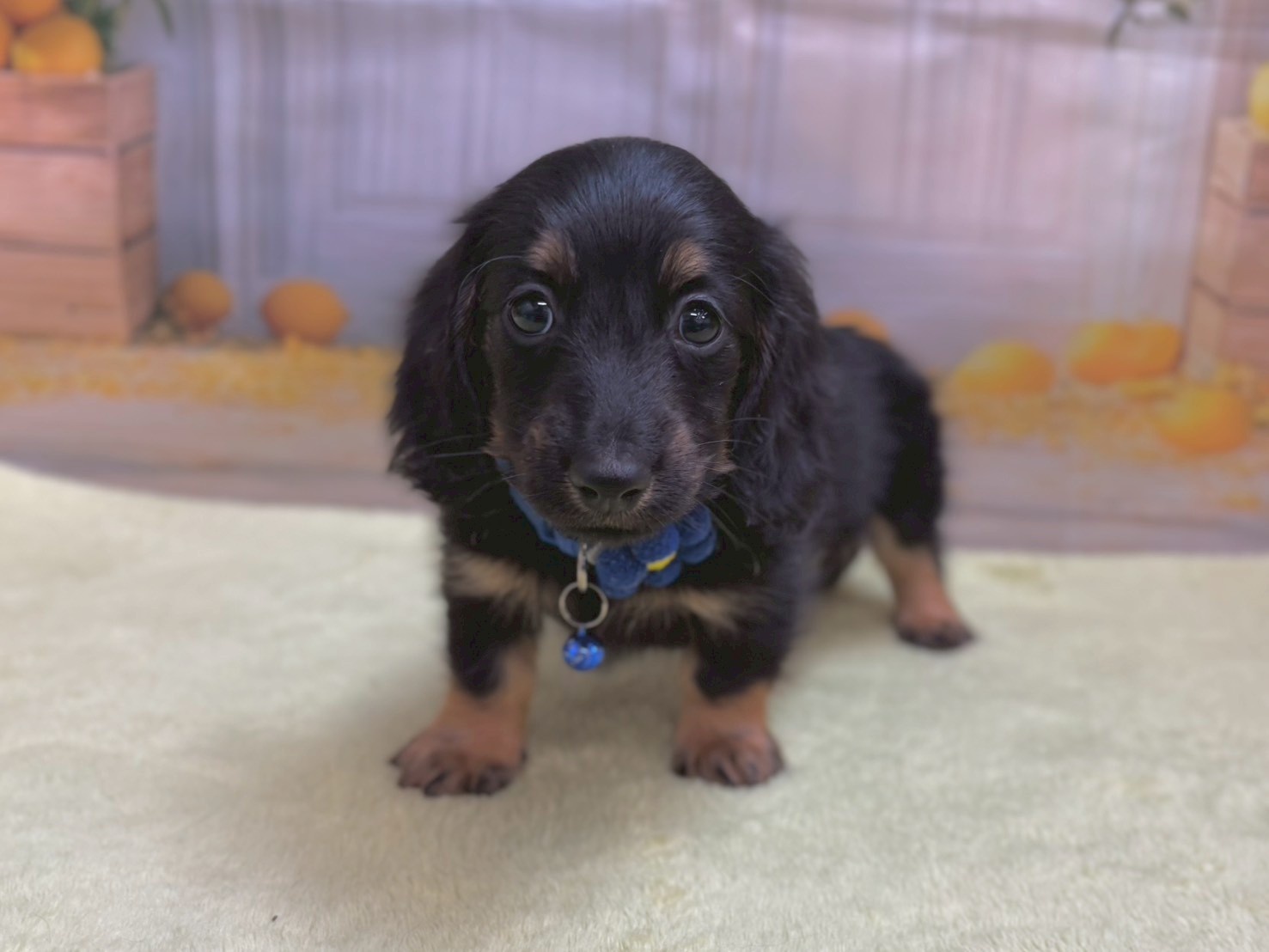 ミニチュア・ダックスフンド