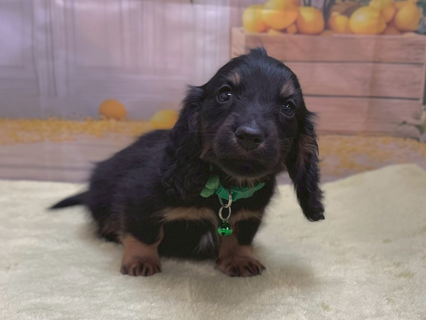 ミニチュア・ダックスフンド