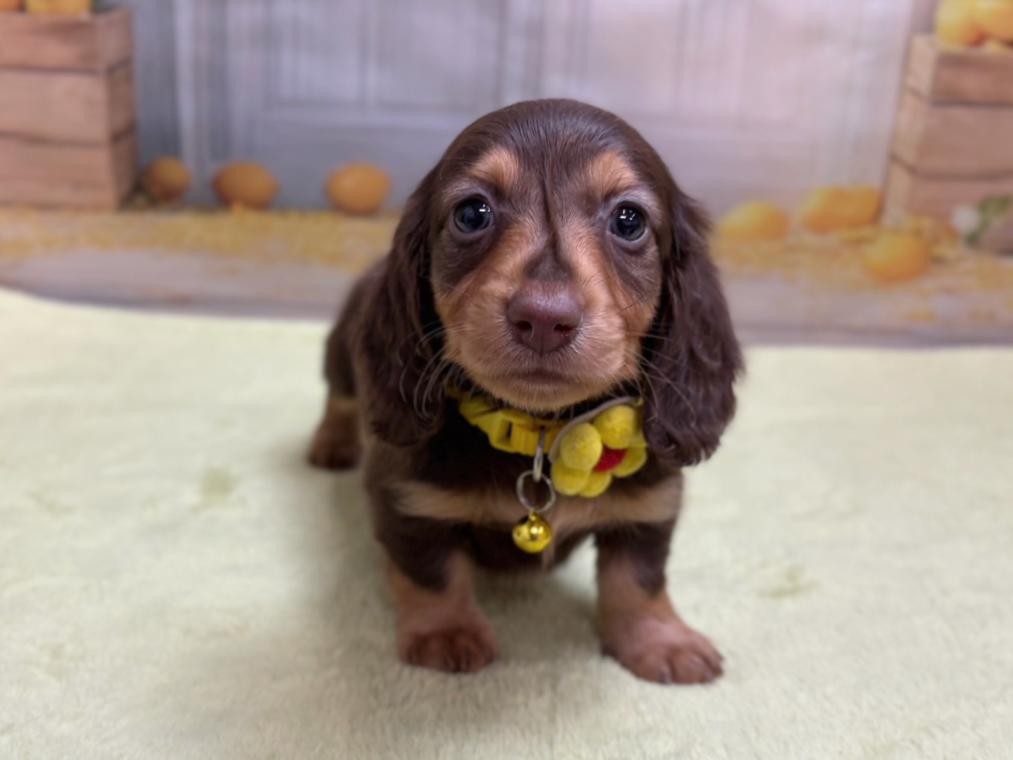 ミニチュア・ダックスフンド