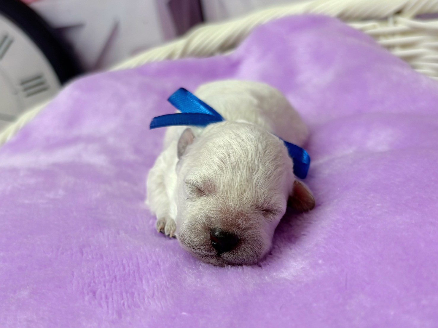 トイ・プードル