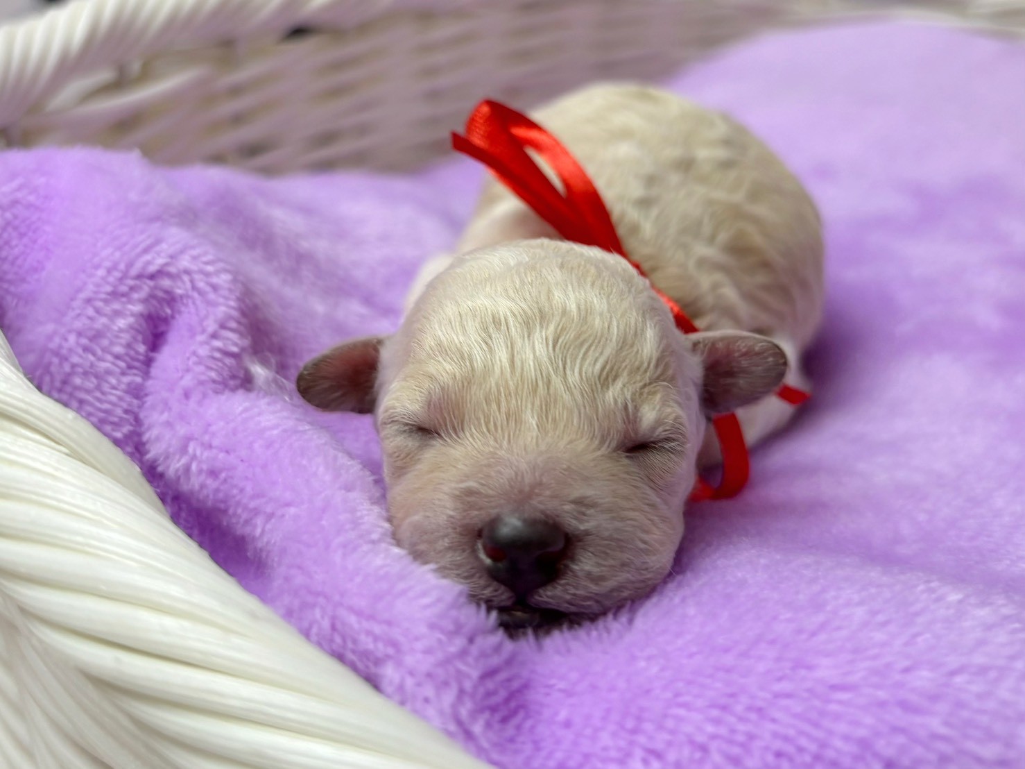 トイ・プードル