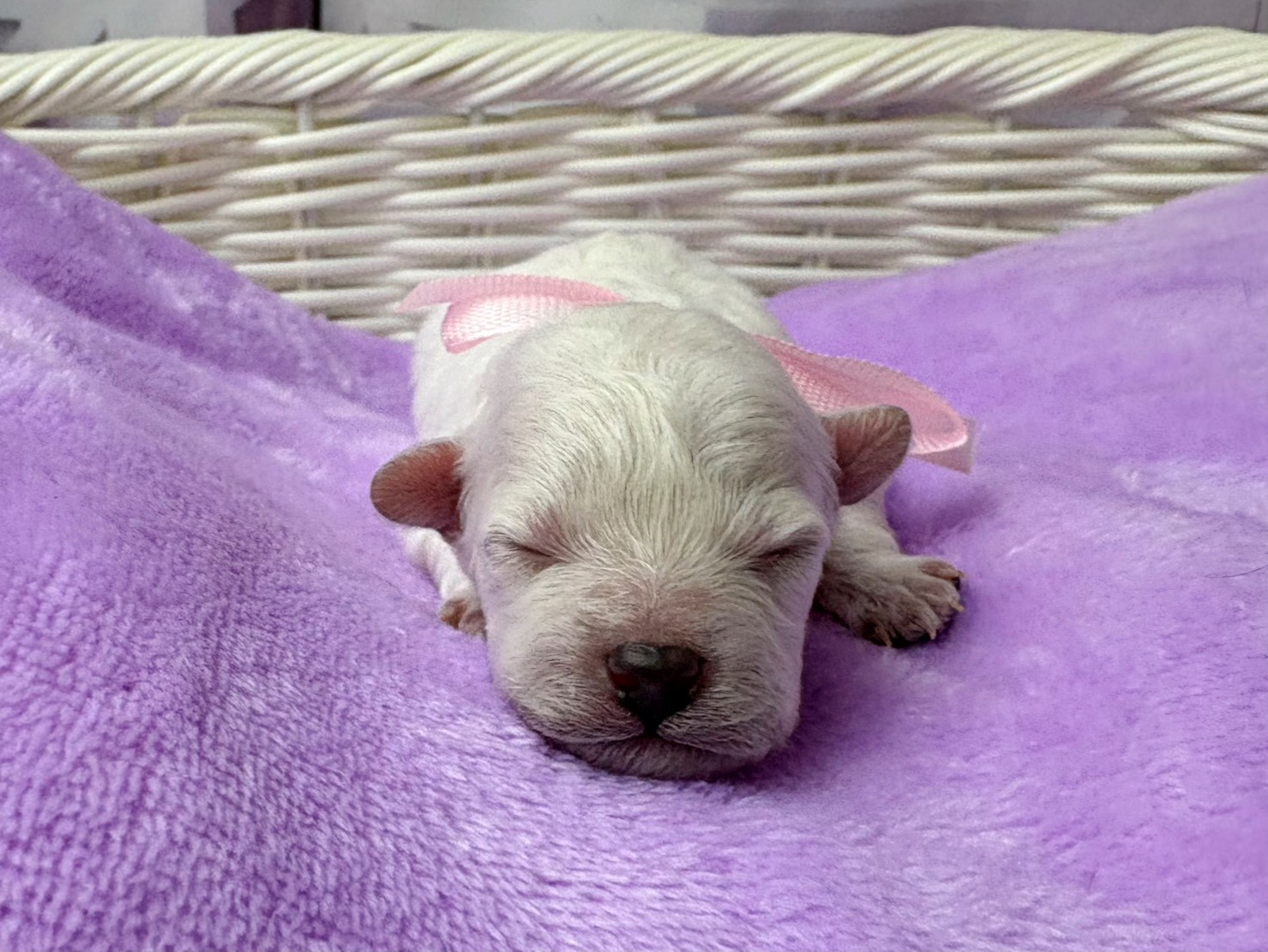 トイ・プードル