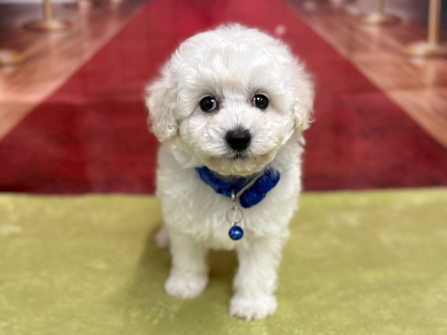 トイ・プードル