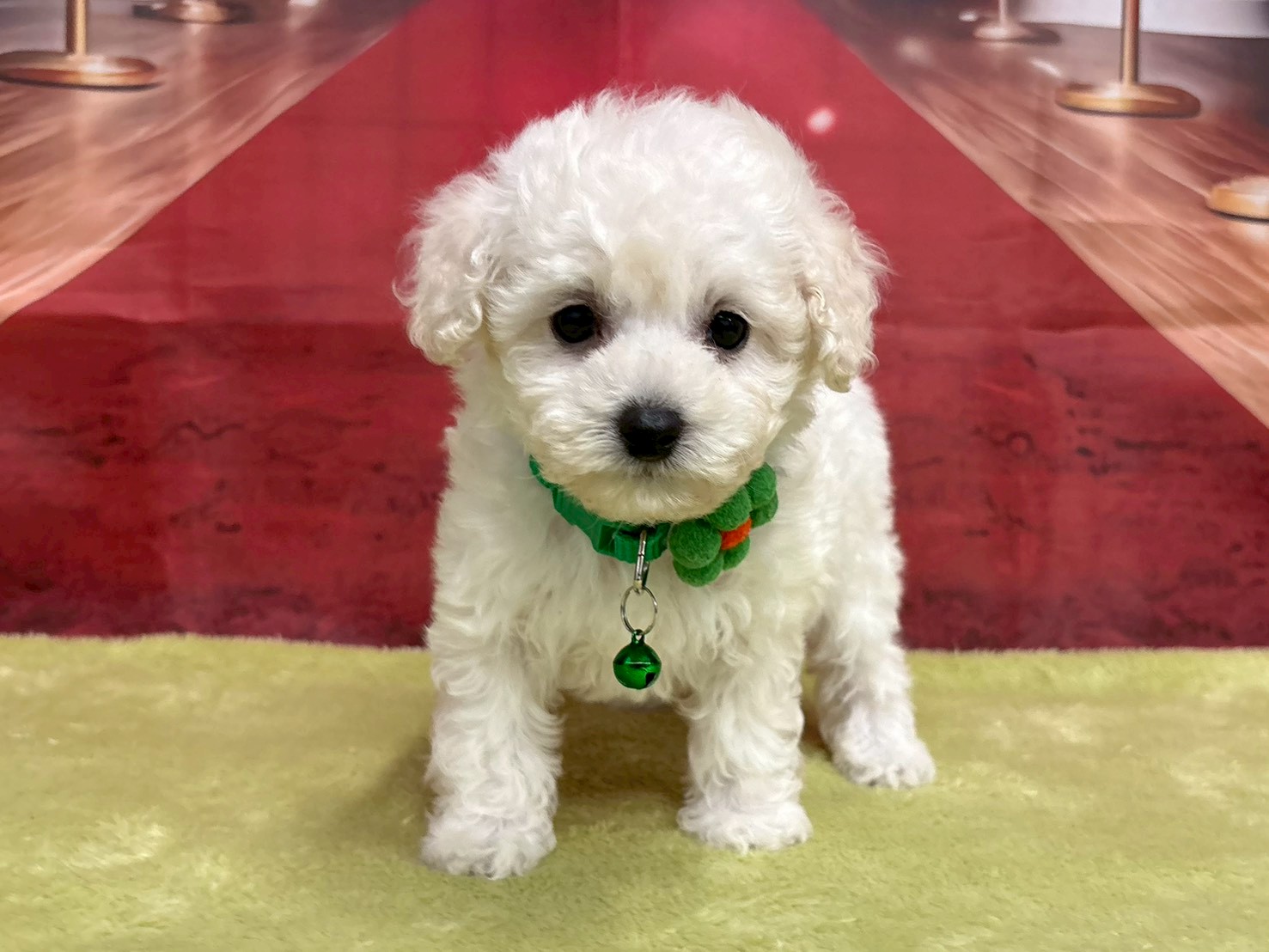 トイ・プードル