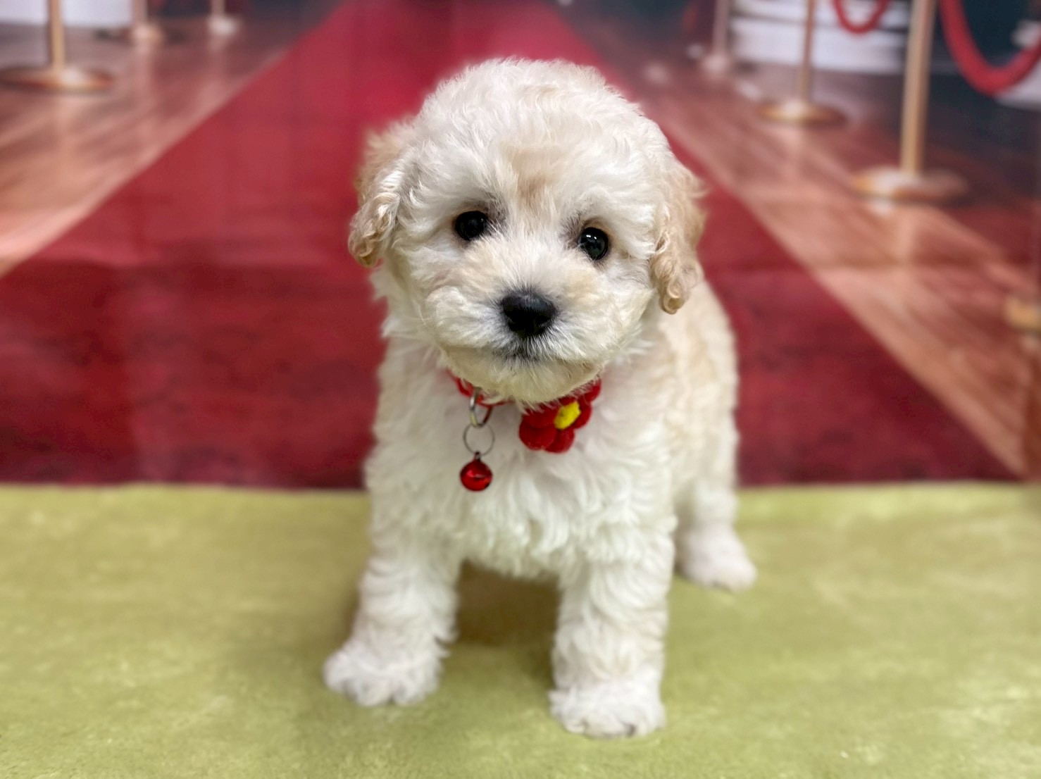 トイ・プードル