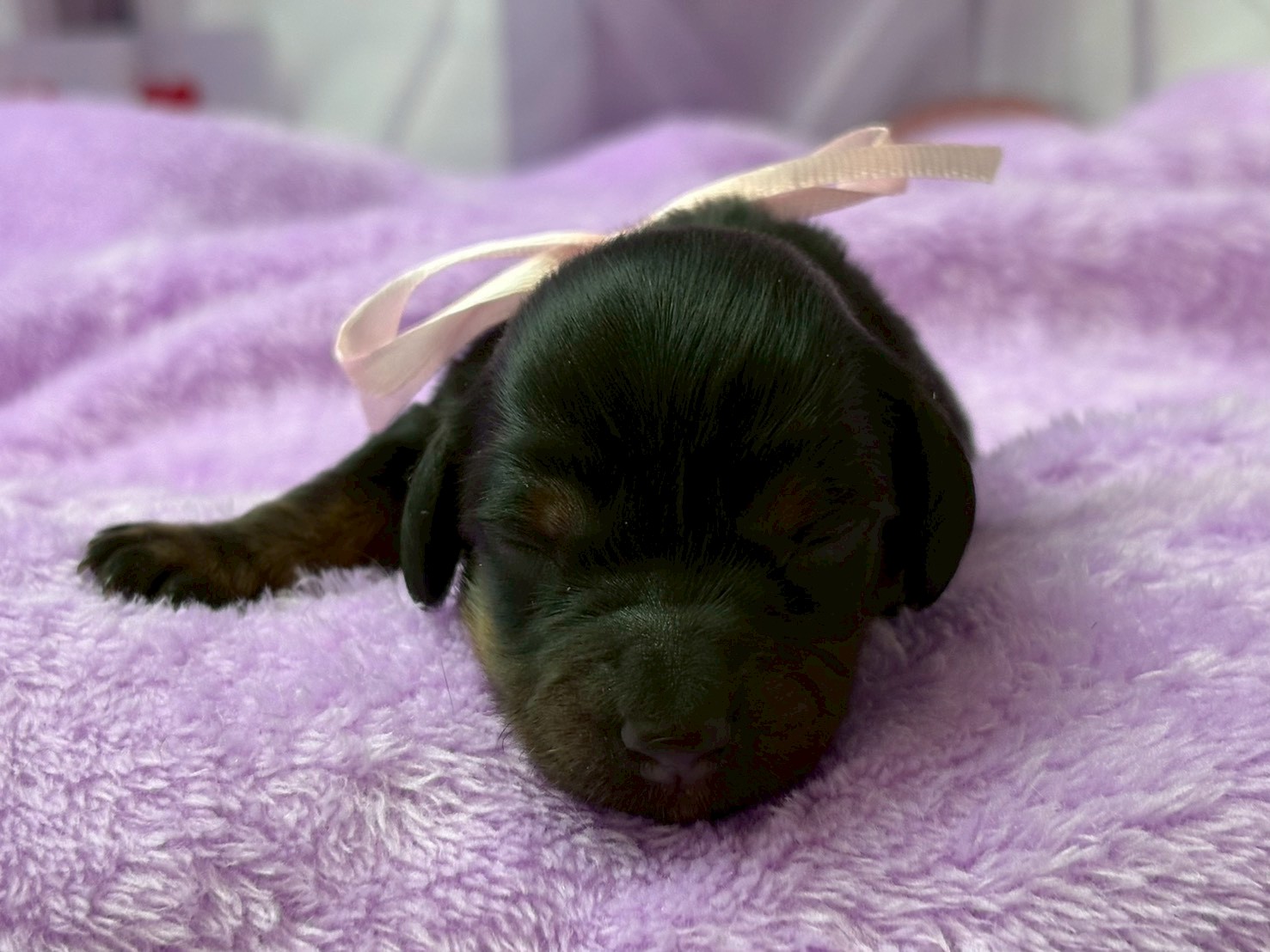 ミニチュア・ダックスフンド