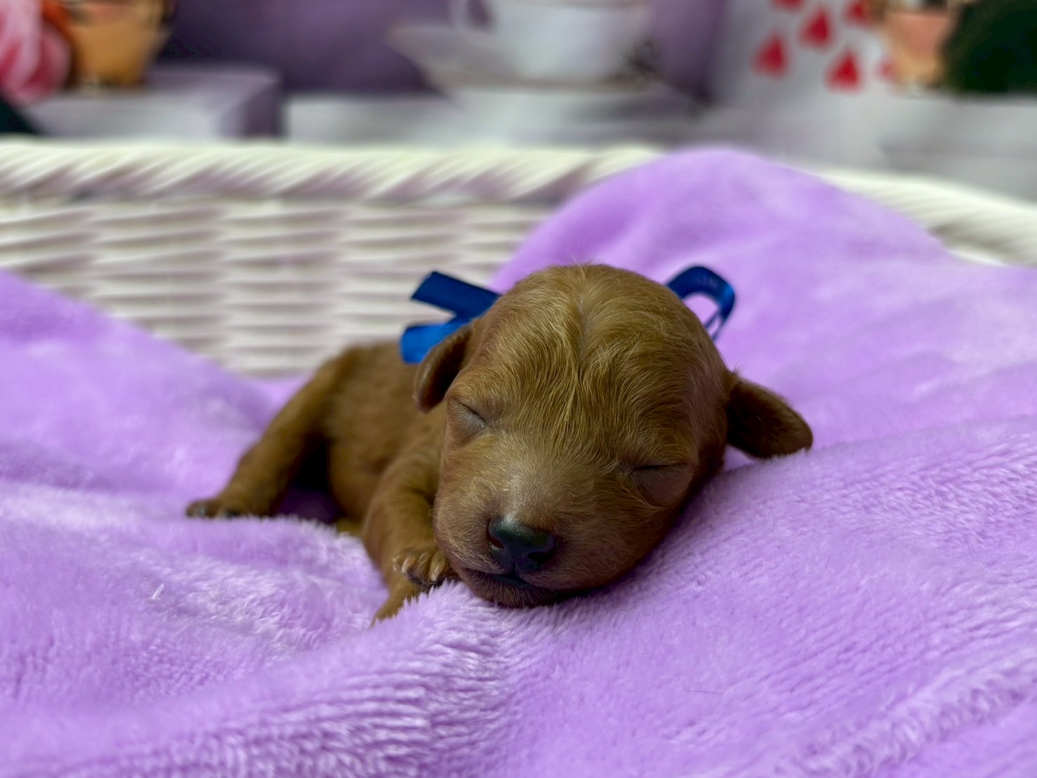 トイ・プードル