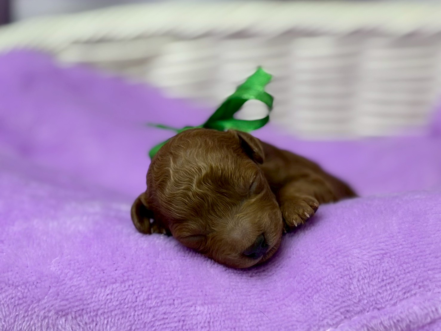 トイ・プードル