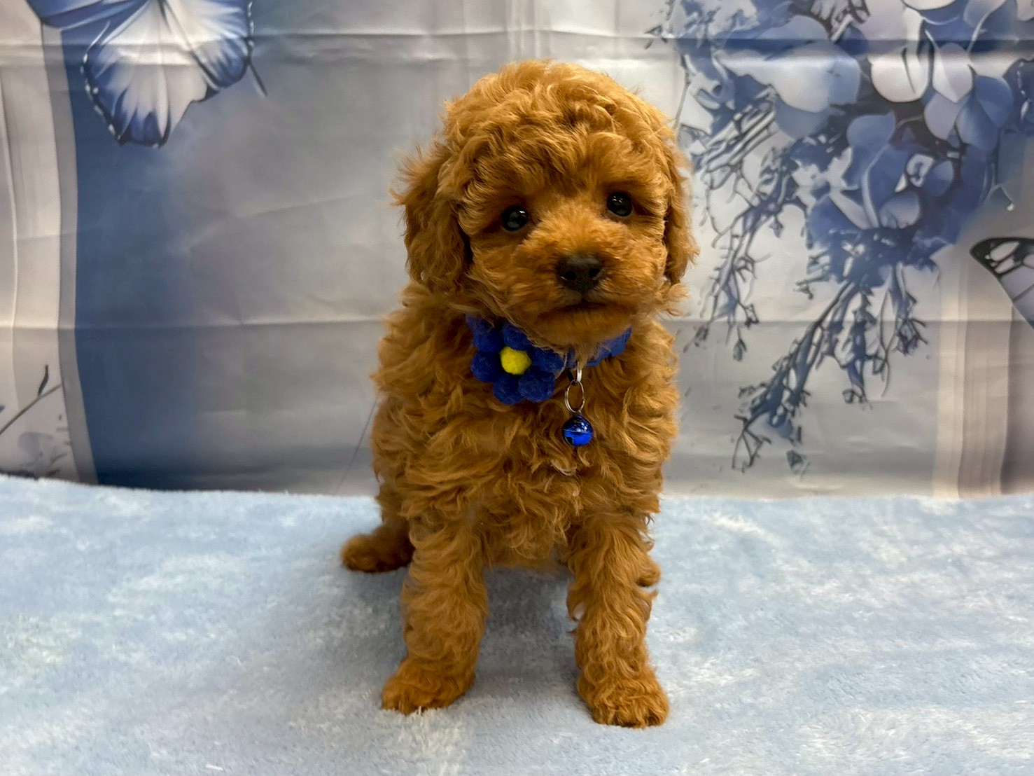 トイ・プードル