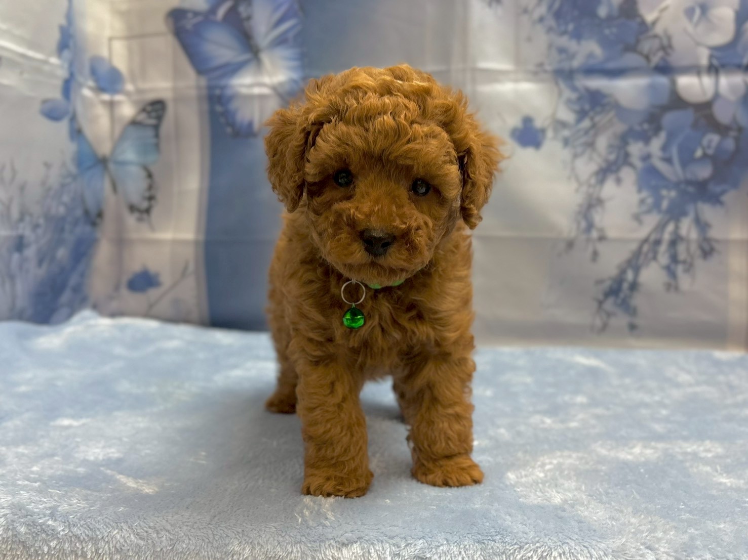 トイ・プードル