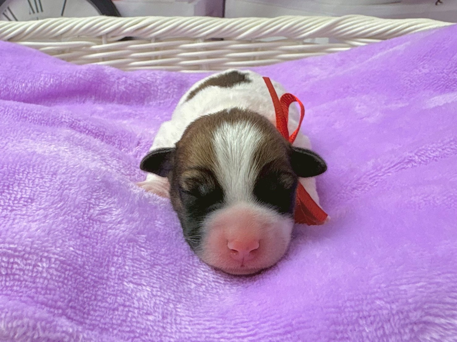 ジャックラッセルテリア